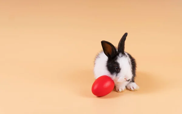 Easter Holiday Baby Bunny Concept Newborn Black White Rabbit Sitting — Stock Photo, Image