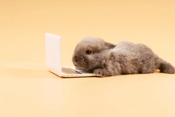 스러운 털북숭이 파스텔 주변에 노트북을 있습니다 태어난 토끼는 온라인에서 가지고 — 스톡 사진