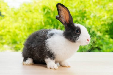 Tapılası yeni doğmuş küçük tavşancık, ağaçların üzerinde oturmuş bokeh doğal yeşil ağaç arkaplanından bir şeye bakıyor. Paskalya bayramı hayvan konsepti.