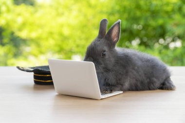 Mezuniyet şapkalı yeni doğmuş küçük tavşancık Bokeh doğa arka planında tahta üzerinde otururken küçük laptopa bakıyor. Paskalya bayramı hayvanı ve teknoloji e-öğrenme konsepti