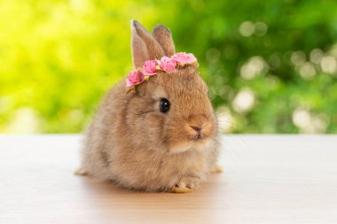 Kafasında beyaz ve kırmızı güller olan kahverengi yavru tavşancık ahşap yeşil bokeh arka planda yatıyordu. Ağaçta otururken saçlarında çiçek açan yeni doğmuş tavşan. Paskalya hayvanı konsepti.