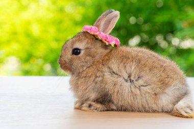 Kafasında beyaz ve kırmızı güller olan kahverengi yavru tavşancık ahşap yeşil bokeh arka planda yatıyordu. Ağaçta otururken saçlarında çiçek açan yeni doğmuş tavşan. Paskalya hayvanı konsepti.