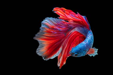 Tecrit edilmiş siyah arka planda balıklarla savaşmanın hareket gücü. Kırmızı ve mavi Siyam betta balığının hareketli anı..