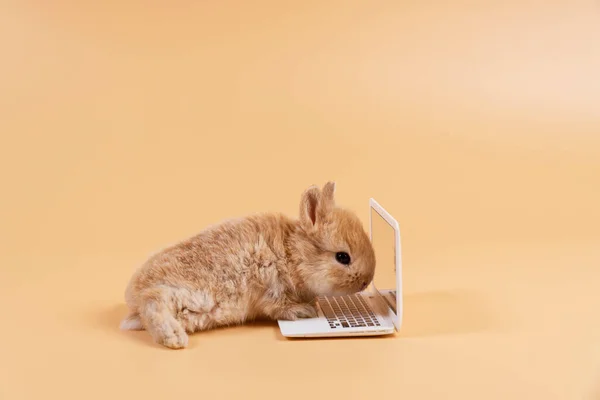 파스텔 주변에 노트북을 태어난 토끼는 온라인에서 가지고 복스를 가지고 정보를 — 스톡 사진