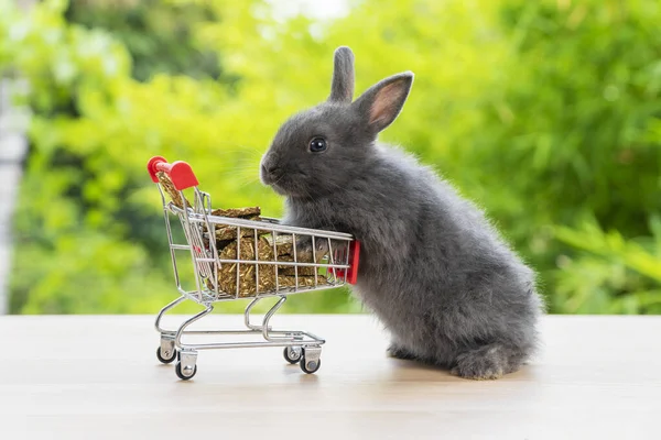 Великодні Канікули Кролик Тварин Покупки Онлайн Концепції Чарівний Кролик Чорний — стокове фото