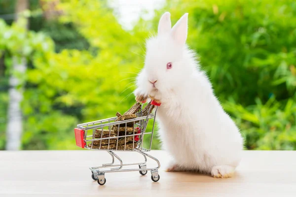 부활절 온라인 컨셉트 스러운 토끼흰 토끼가 위에서 당근으로 바구니를 — 스톡 사진