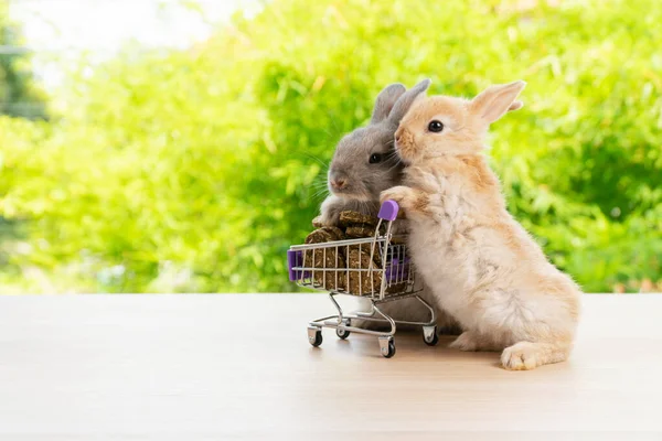 Великодні Канікули Кролик Тварин Покупки Онлайн Концепції Два Чарівних Кролика — стокове фото