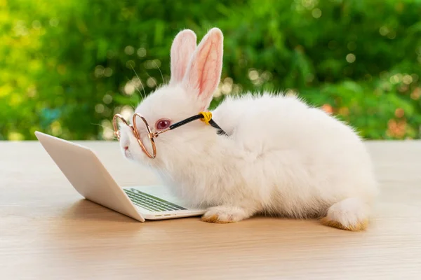 Paskalya tatili hayvanı, teknoloji e-öğrenme konsepti. Bebek tavşan beyazı, gözlüklü ve dizüstü bilgisayarlı tahta üzerinde oturuyor. Bokeh doğa arka planında not defteri olan sevimli bebek tavşan görünümlü kamera..
