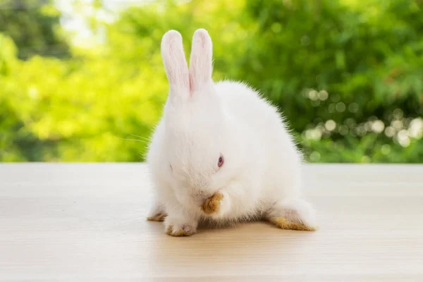 Adorable Conejito Recién Nacido Conejito Blanco Sentado Madera Mientras Mira —  Fotos de Stock