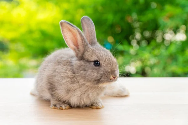 Concepto Animal Pascua Precioso Conejito Conejo Gris Bebé Mirando Algo —  Fotos de Stock