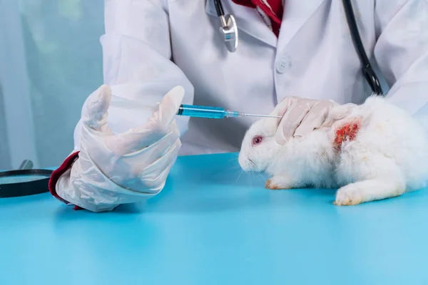 Veterinario Comprobar Concepto Cuidado Salud Animal Mujer Veterinaria Usa Uniforme —  Fotos de Stock