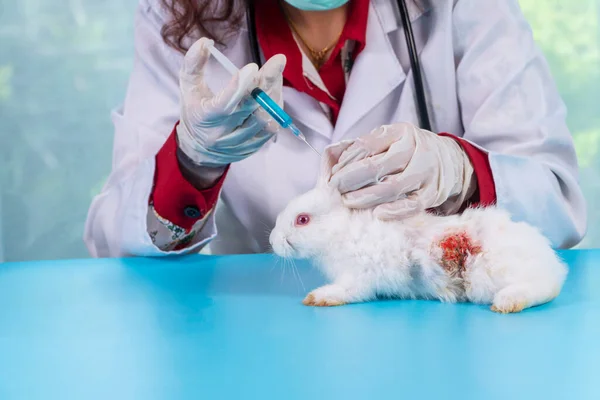 Veterinário Verificar Conceito Cuidados Saúde Animal Mulher Veterinária Usar Uniforme — Fotografia de Stock