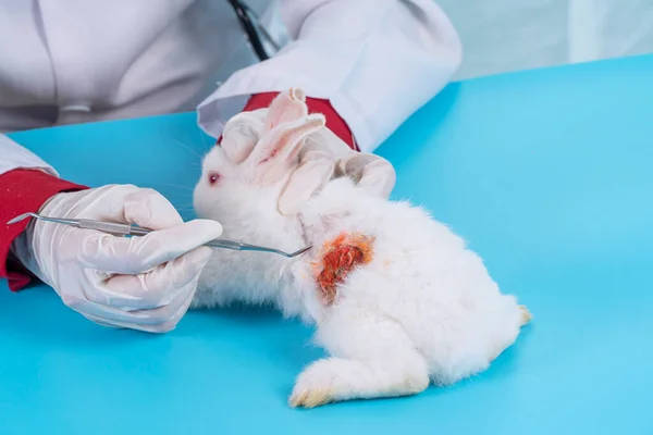 Veterinário Cuidados Saúde Animal Conceito Mulher Veterinária Usar Uniforme Luvas — Fotografia de Stock