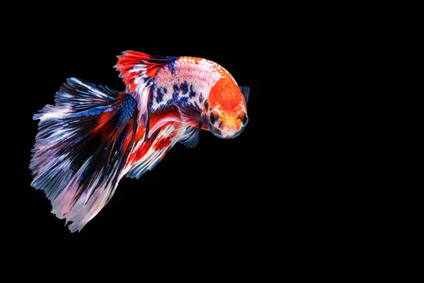 고립된 배경때문에 물고기와 싸우는 비타의 파란색 빨간색의 아름다운 아름다운 물고기 — 스톡 사진