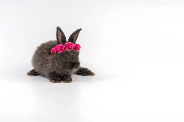 Black Baby Bunny Red Paper Roses Own Head While Sitting — Stock Photo, Image