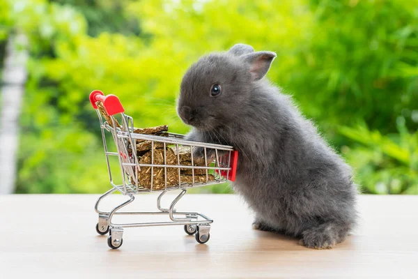 Великодні Канікули Кролик Тварин Покупки Онлайн Концепції Чарівний Кролик Чорний — стокове фото