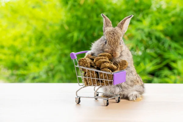 부활절 온라인 스러운 토끼가 위에서 당근으로 바구니를 — 스톡 사진