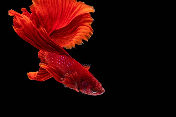 Halfmoon Betta Lucha Contra Los Peces Tailandia Sobre Fondo Negro —  Fotos de Stock