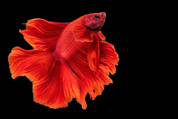 Halfmoon Betta Combate Peixes Tailândia Fundo Preto Isolado Momento Comovente — Fotografia de Stock