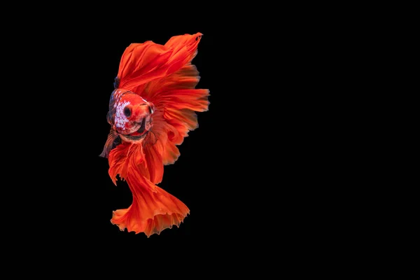 Многоцветная Бетта Великолепно Сражается Рыбой Таиланде Изолированном Черном Фоне Трогательный — стоковое фото