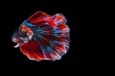 Tecrit edilmiş siyah arka planda balıklarla savaşmanın hareket gücü. Hareketli an, beyaz, mavi ve kırmızı siyam balığının kopyalama alanı olan güzel anı..