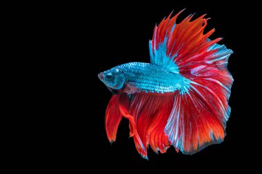 Tecrit edilmiş siyah arka planda balıklarla savaşmanın hareket gücü. Kırmızı ve mavi Siyam betta balığının hareketli anı..