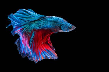 Tecrit edilmiş siyah arka planda balıklarla savaşmanın ritmi. Mavi ve kırmızı siyam balığının hareketli anı kopyalama alanı ile betta balığı. 