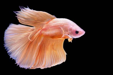 Beta ihtişamının ritmi izole edilmiş siyah arka planda balıklarla savaşıyor. Portakallı Siyam Balığı 'nın hareketli anı..