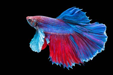 Yarım Ay Betta, Tayland 'da balıklarla savaşırken göz kamaştırıyor. Mavi ve kırmızı Siyam betta balığının hareketli anı..