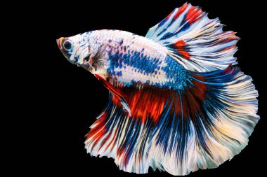 Beta ihtişamının ritmi izole edilmiş siyah arka planda balıklarla savaşıyor. Hareketli an, beyaz, mavi ve kırmızı siyam balığının kopyalama alanı olan güzel anı.. 