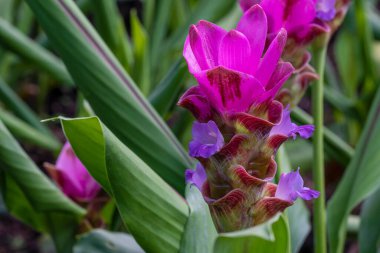 Curcuma alismatifolia (siam lale) veya yeşil yapraklı zingiberaceae çiçeği.