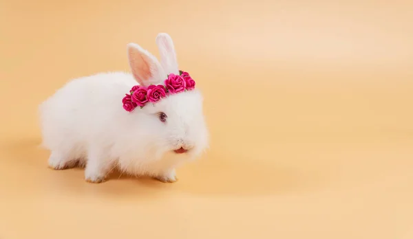 Coelhinho Bebê Branco Com Rosas Papel Vermelho Própria Cabeça Enquanto — Fotografia de Stock