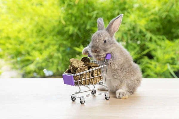 Великодні Канікули Кролик Тварин Покупки Онлайн Концепції Чарівний Кролик Сірий — стокове фото