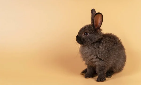 Adorable Baby Fluffy Rabbit Black Bunny Looking Something While Sitting — Stock Photo, Image