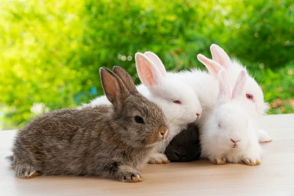 Concepto Animal Conejo Pascua Grupo Pequeños Conejos Adorables Acostados Sentados — Foto de Stock