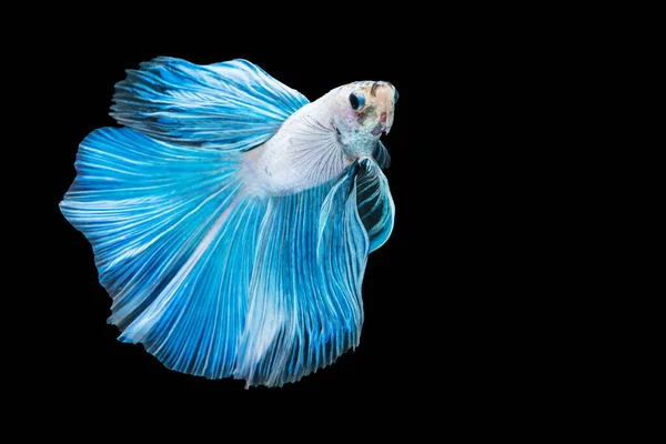 White Blue Siamese Betta Fighting Fish Beautiful Luxury Movement Dance — Stock Photo, Image