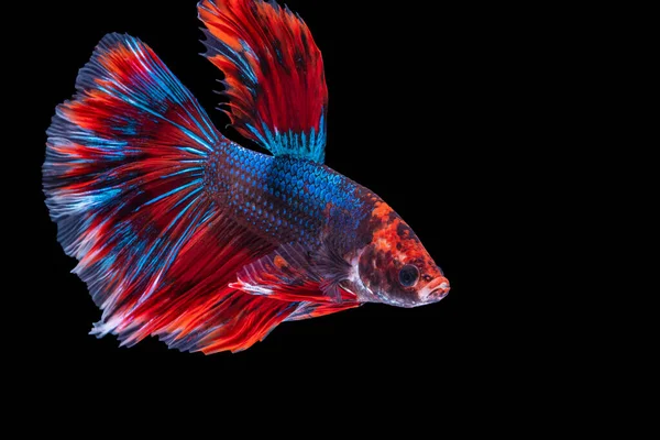 Rítmico Betta Lutando Peixes Sobre Fundo Preto Isolado Momento Comovente — Fotografia de Stock