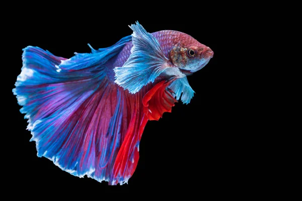 Halfmoon Betta Splendens Fighting Fish Thailand Isolated Black Background Moving — Stock Photo, Image