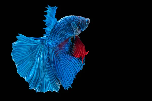 Rítmico Betta Lutando Peixes Sobre Fundo Preto Isolado Momento Comovente — Fotografia de Stock