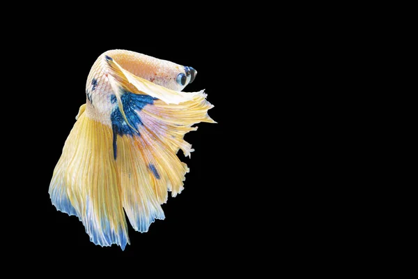 Movement White Yellow Blue Halfmoon Betta Splendens Fighting Fish Isolated — Stock Photo, Image