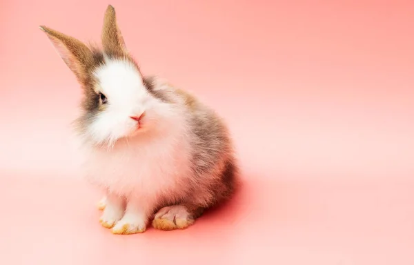 Adorable Little Rabbit White Brown Bunny Looking Something While Sitting — Stock Photo, Image