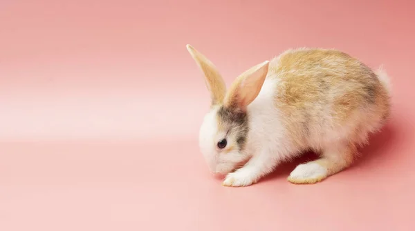 Adorable Little Rabbit White Brown Bunny Looking Something While Sitting — Stock Photo, Image