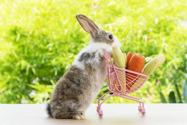 Великодні Канікули Кролик Тварин Магазин Онлайн Концепції Чарівний Кролик Білий — стокове фото