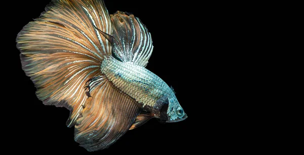 배경때문에 물고기와 싸우는 비타의 리듬이 공간이 아름다운 주황색 물고기의 감동적 — 스톡 사진