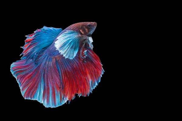 Halfmoon Betta Splendens Combate Peixes Tailândia Fundo Preto Isolado Momento — Fotografia de Stock