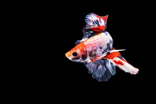 Rítmico Betta Luchando Contra Peces Sobre Fondo Negro Aislado Momento — Foto de Stock