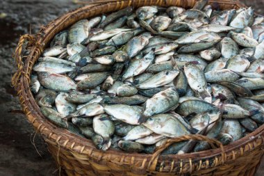 sonra başarılı bir Balıkçılık Balık sepeti