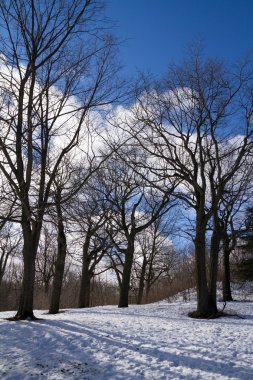 Mont Royal kış orman manzara, yolu kar kaplı..