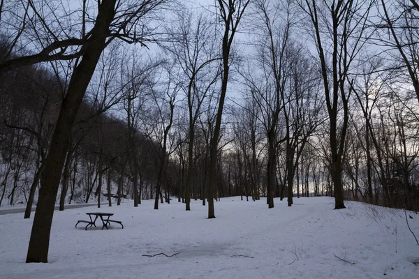 Mont Royal kış orman manzara, yolu kar kaplı..