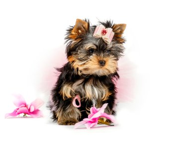 şirin köpek yavrusu Yorkshire Terrier beyaz arka plan üzerinde izole.